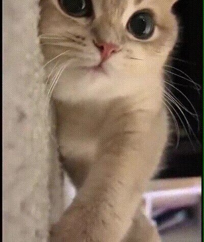 adorable,gato