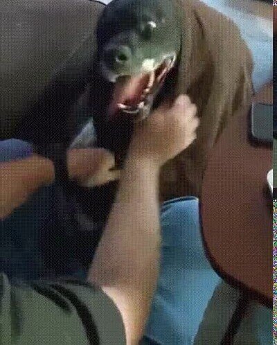 secar,perro,toalla