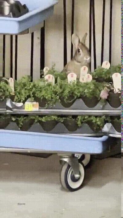 Enlace a Si pestañeas te lo pierdes