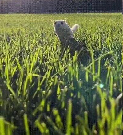 Enlace a Lo más adorable que verás en todo el día