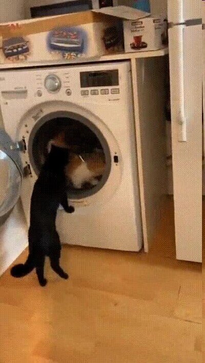 Enlace a Lo que hacen cuando no hay nadie en casa