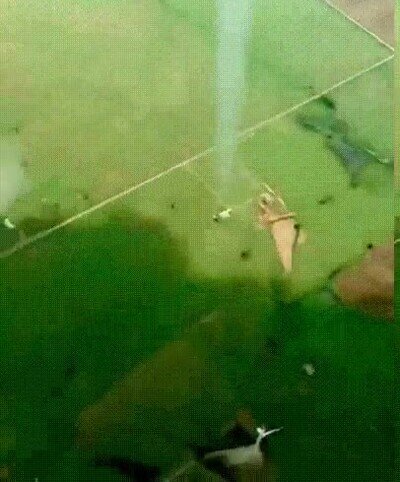 Enlace a Un tornado a vista de cámara