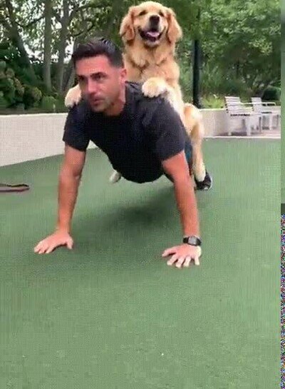 perro,compañero,entrenamiento