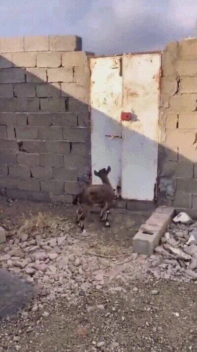 Enlace a Pueden escalar muros sin apenas esfuerzo