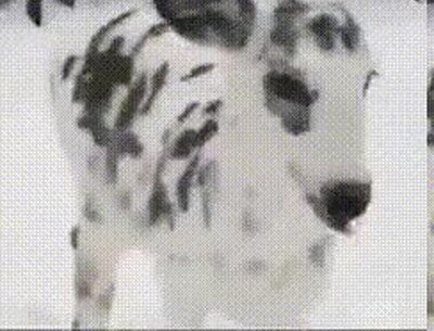 Enlace a Un ciervo que parece un dálmata