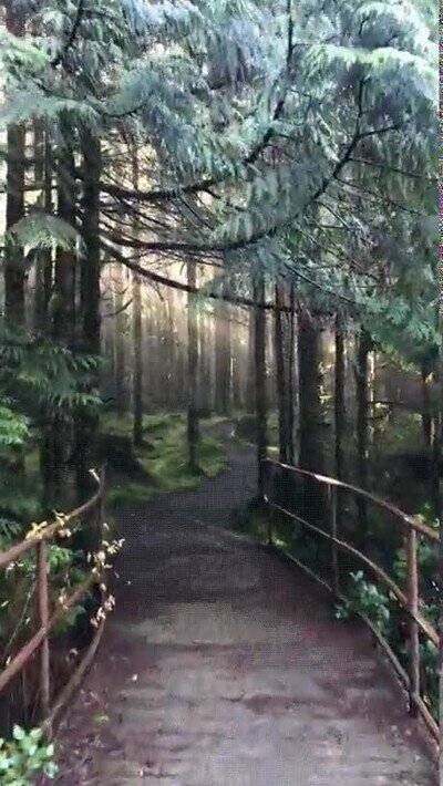 Enlace a Un camino salido de un cuento de hadas