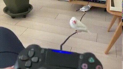 Enlace a Por eso siempre juego con el cable conectado