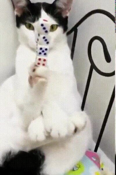 Enlace a Este gato tiene más equilibrio que yo