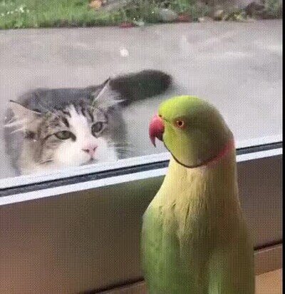 Enlace a Juegan como niños pequeños