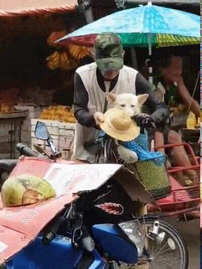 Enlace a Protegiendo al perro de la lluvia