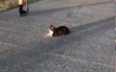 gato,conos