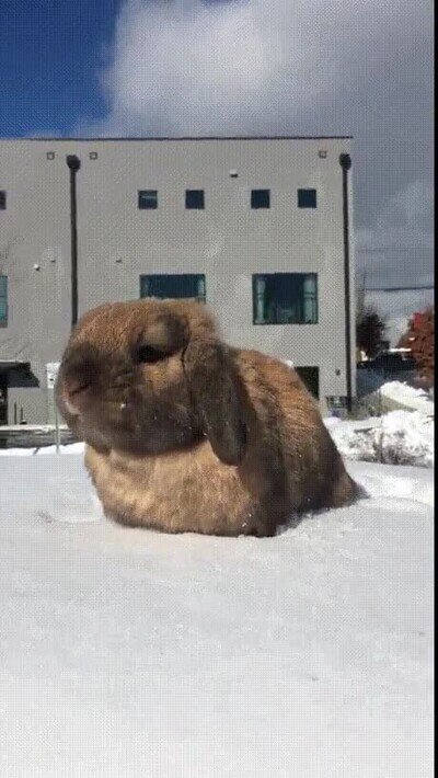 Enlace a Lo más adorable que verás en todo el día