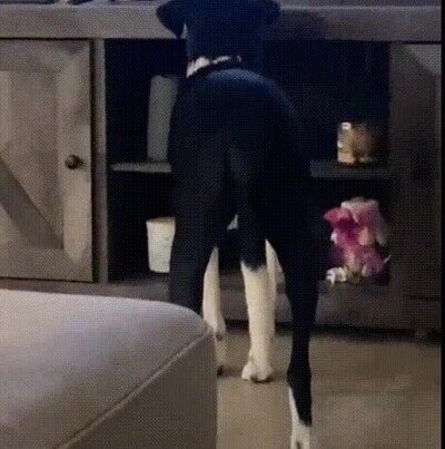 Enlace a Un perro que se arrodilla ante Simba en El Rey León