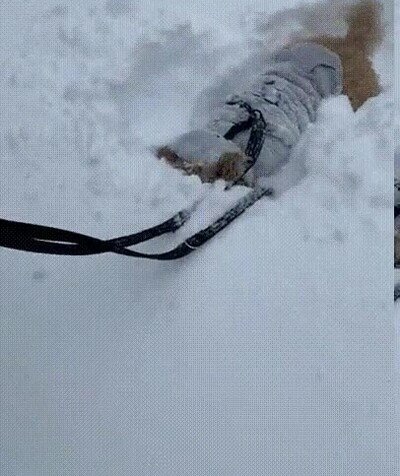 Enlace a Es su primer día en la nieve