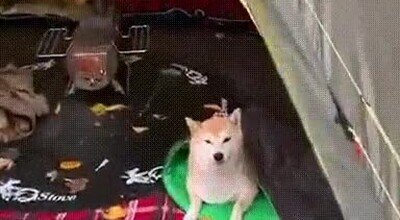paraiso,acampada,perro