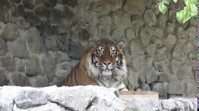 Enlace a En el fondo son como gatos