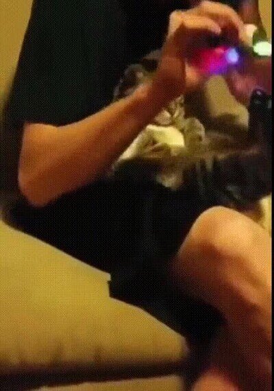 Enlace a Hasta los gatos han aprendido a hacerlo