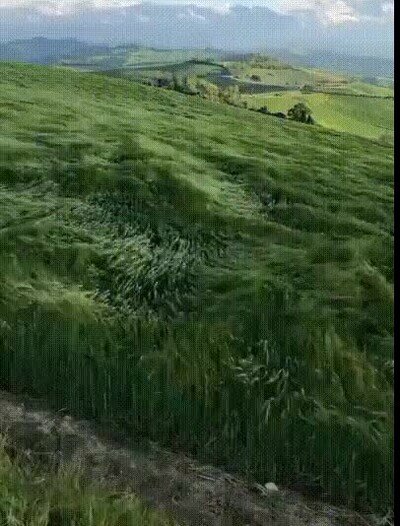 Enlace a Es hierba alta pero recuerda a los movimientos del mar