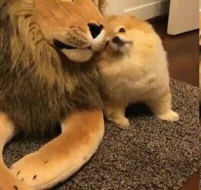 adorable,perro,peluche