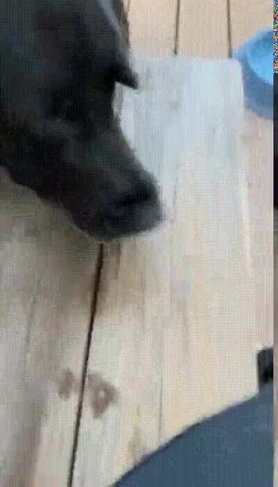 Enlace a Mira lo orgullosos que están