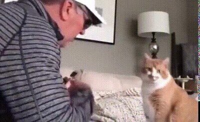 Enlace a Mi padre después de decir que no quiere animales en casa