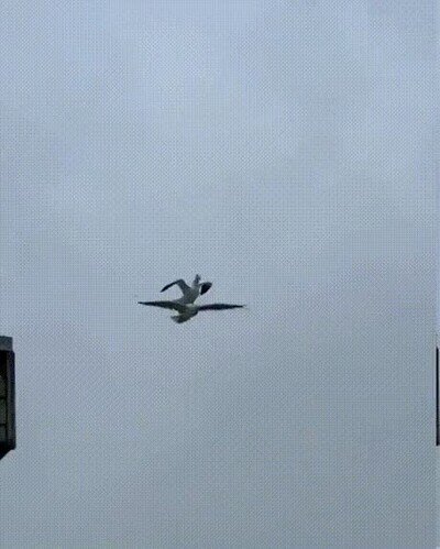 Enlace a Los taxis del cielo