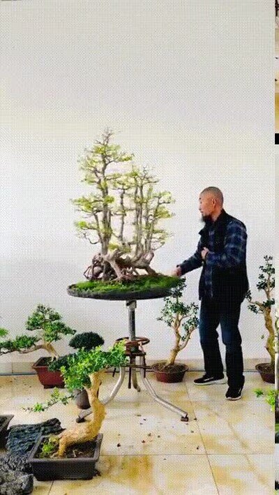 se&ntilde;or,bonsais