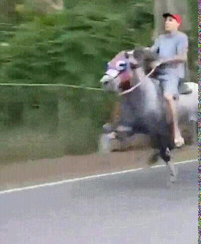 Enlace a El caballo más rápido que he visto nunca