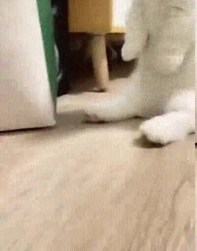 Enlace a El gatito más adorable que verás hoy