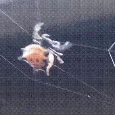 Enlace a Así hace poco a poco su tela de araña