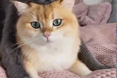 Enlace a Los gatos más adorables que verás en mucho tiempo