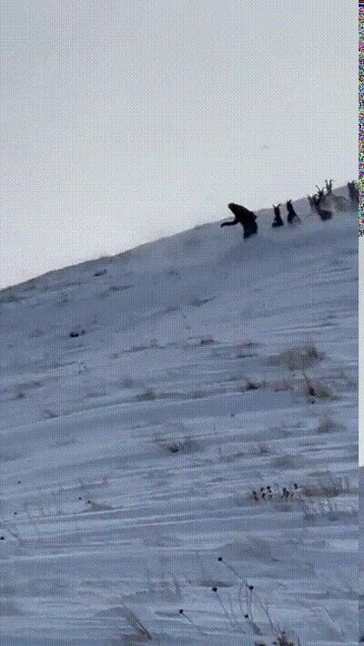 Enlace a Haciendo snow con cabras de montaña