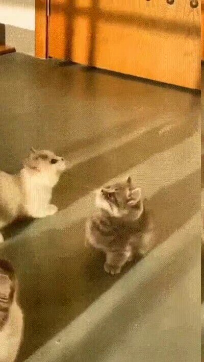 Enlace a Es diferente a los demás y por eso me encanta