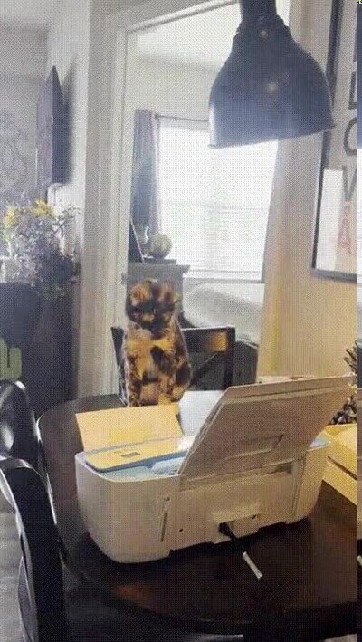 gato,impresora