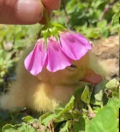 Enlace a Lo más adorable que verás en todo el día