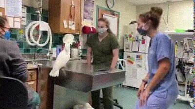 bailar,veterinario