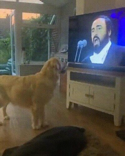 perro,pavarotti,cantar