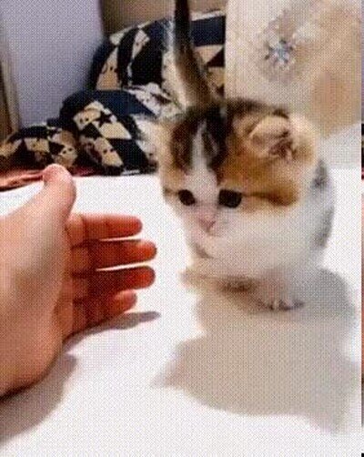 adorable,gato