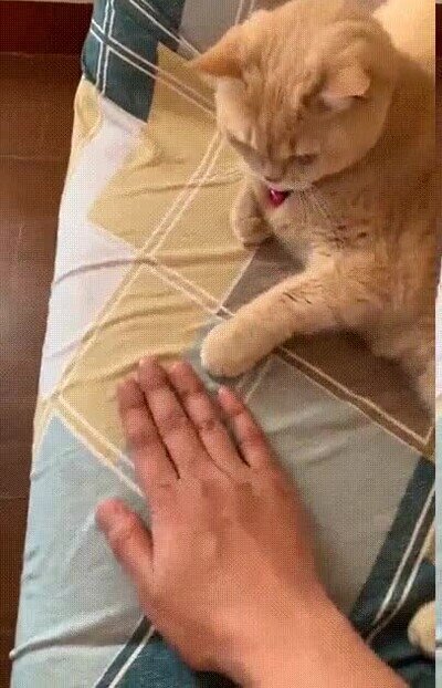 Enlace a Un gato haciendo el truco de la moneda