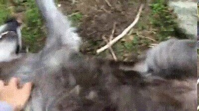 Enlace a Un lobo que parece un perro cuando lo rascas 