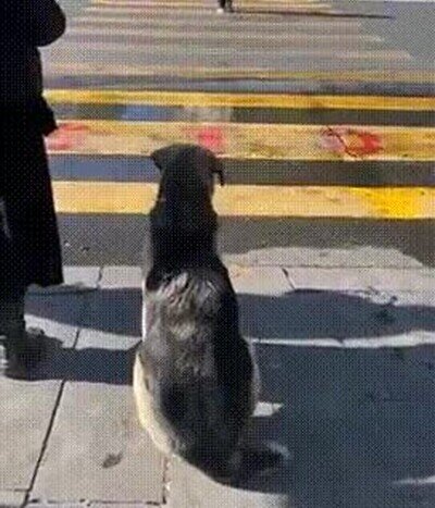 esperar,momento,cruzar,coche