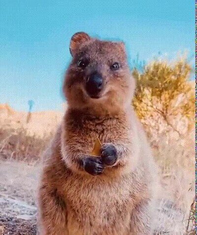 Enlace a Lo más adorable que verás en todo el día