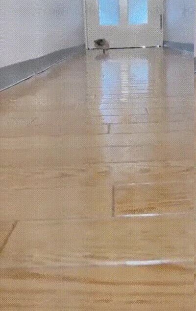 Enlace a Es super adorable ver al erizo correr