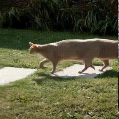 Enlace a ¿Qué demonios acabo de ver?