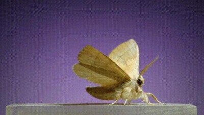 Enlace a Es una pasada ver cómo despega en cámara lentas