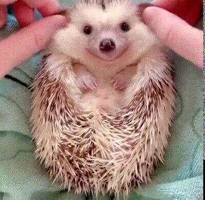 adorable,puercoespin