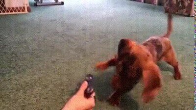 Enlace a Un perro intentando adivinar como funciona un spinner 