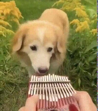 Enlace a Le encanta escuchar música