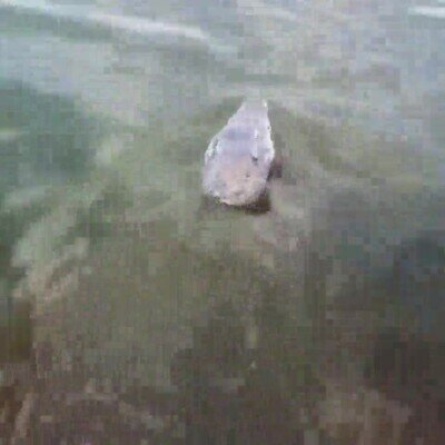 Enlace a Me daría un montón de miedo verlo