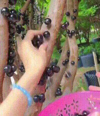Enlace a ¿Qué tipo de árbol es?
